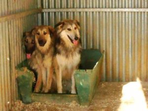 _wsb_462x372_3+$c3$a4ngstliche+hunde+im+zwinger