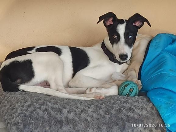 WhatsApp Image 2026-01-28 at 17.26.12