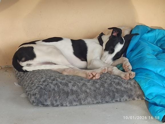 WhatsApp Image 2026-01-28 at 17.26.121